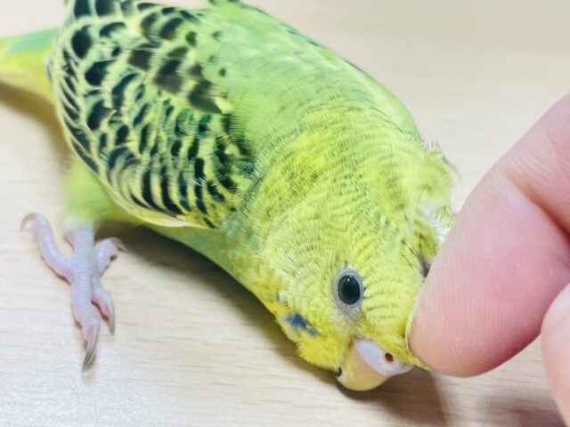 セキセイインコ