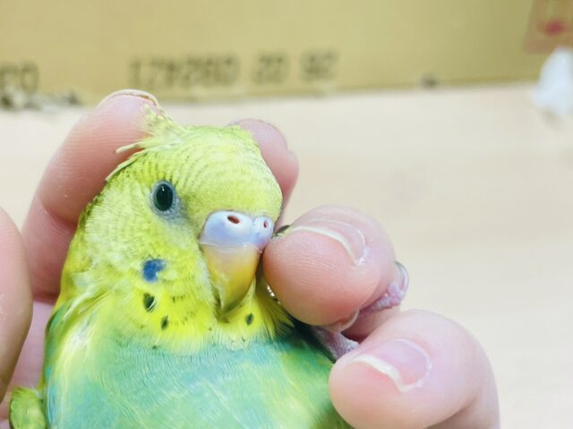 セキセイインコ