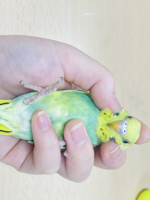 セキセイインコ