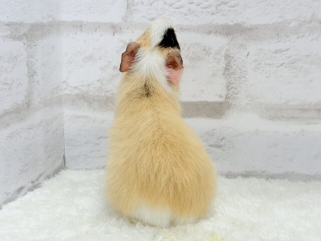 テディモルモット