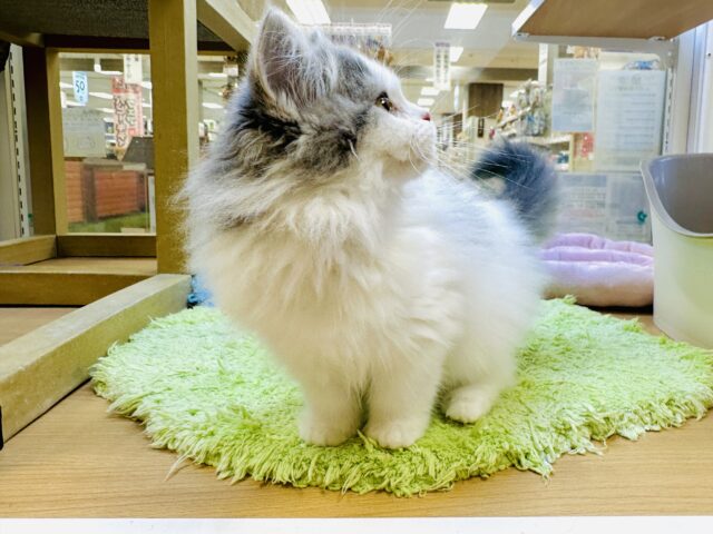 スコティッシュフォールド