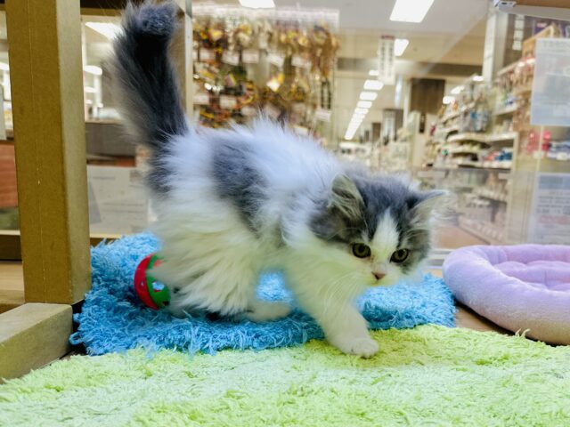 スコティッシュフォールド