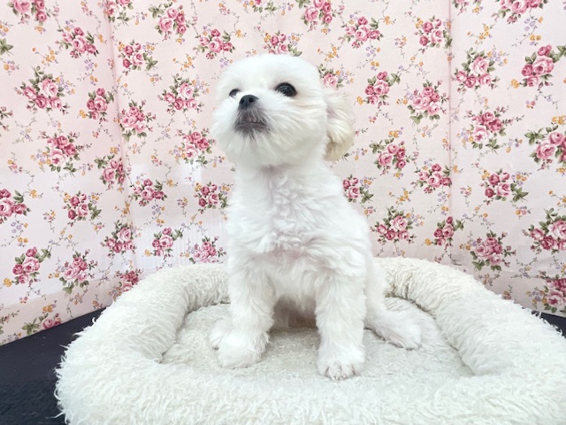 最新画像更新☆とっても明るい元気ガール☆ ハーフ犬(ペキニーズ×マルチーズ)の女のコ 2025.3/22撮影 マルペキ