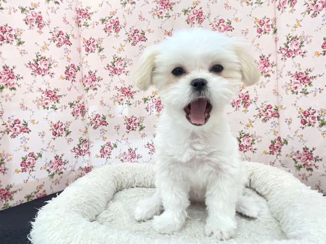 最新画像更新☆とっても明るい元気ガール☆ ハーフ犬(ペキニーズ×マルチーズ)の女のコ 2025.3/22撮影 マルペキ