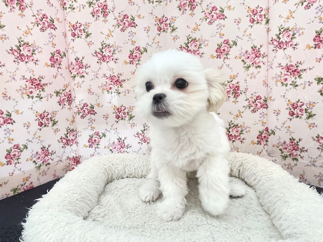 最新画像更新☆とっても明るい元気ガール☆ ハーフ犬(ペキニーズ×マルチーズ)の女のコ 2025.3/22撮影 マルペキ