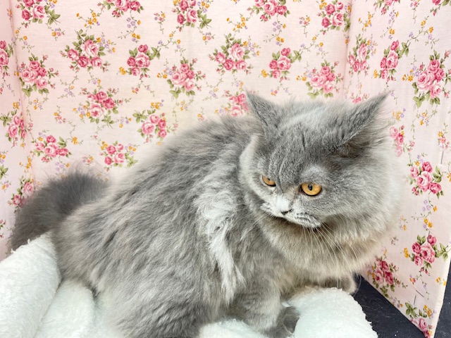 ブリティッシュショートヘア