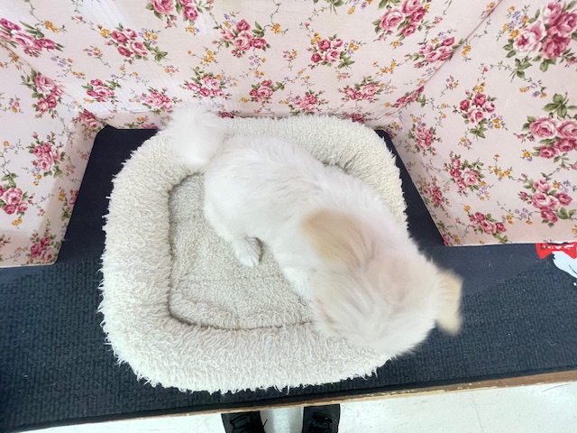 最新画像更新☆とっても明るい元気ガール☆ ハーフ犬(ペキニーズ×マルチーズ)の女のコ 2025.3/22撮影 マルペキ