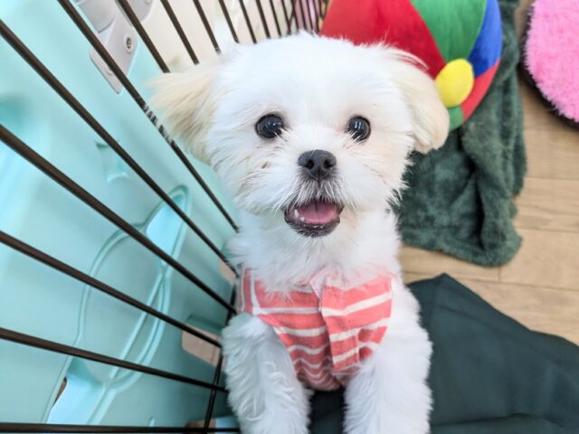 最新画像更新☆とっても明るい元気ガール☆ ハーフ犬(ペキニーズ×マルチーズ)の女のコ 2025.3/22撮影 マルペキ