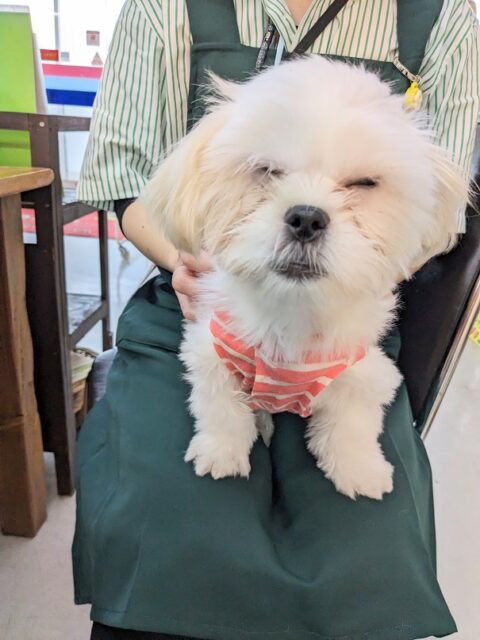 最新画像更新☆とっても明るい元気ガール☆ ハーフ犬(ペキニーズ×マルチーズ)の女のコ 2025.3/22撮影 マルペキ