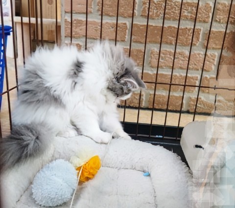 スコティッシュフォールド