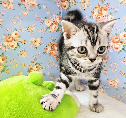 アメリカンショートヘア