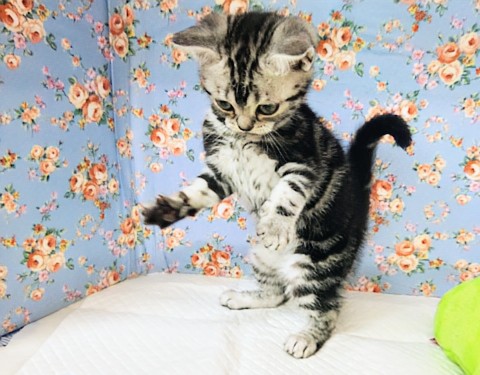 アメリカンショートヘア