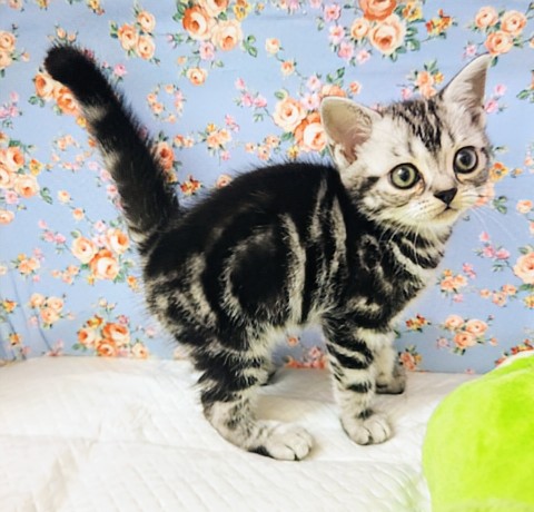 アメリカンショートヘア