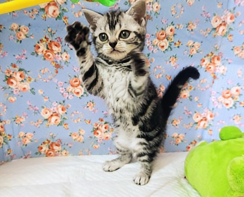 アメリカンショートヘア