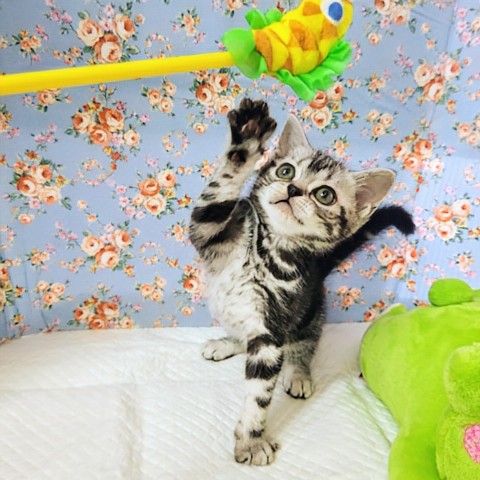 アメリカンショートヘア