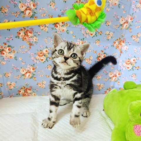 アメリカンショートヘア