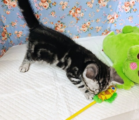 アメリカンショートヘア