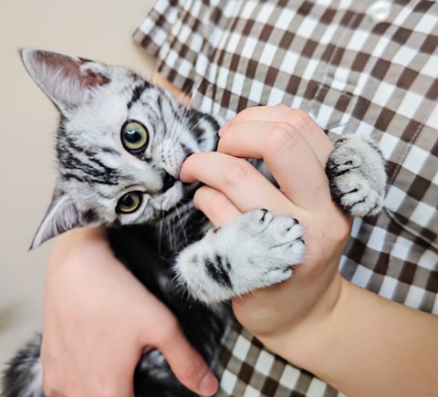 アメリカンショートヘア