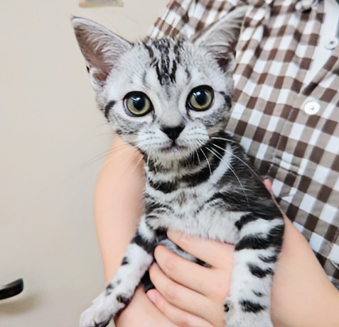 アメリカンショートヘア