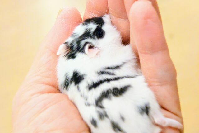 ドワーフハムスターの1種