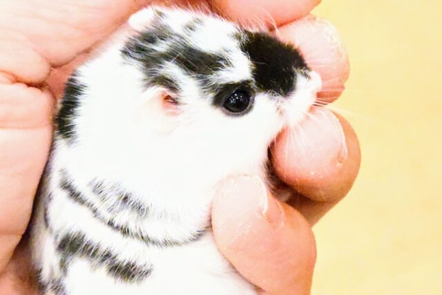 ドワーフハムスターの1種