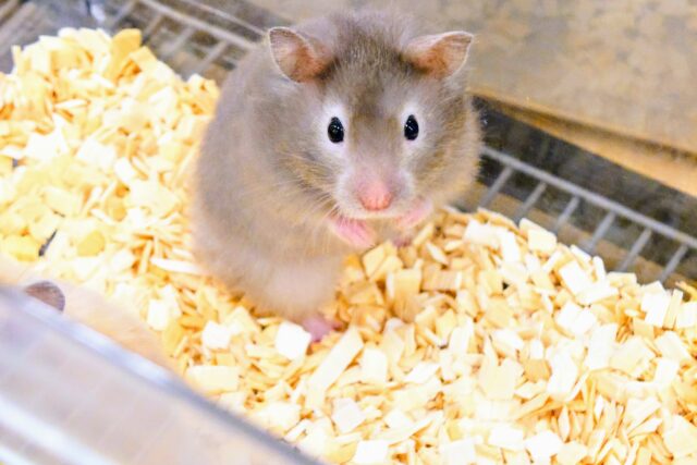 ゴールデンハムスター