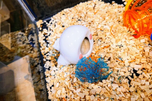 ドワーフハムスターの1種