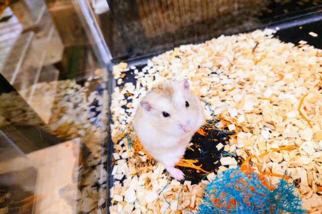 ドワーフハムスターの1種