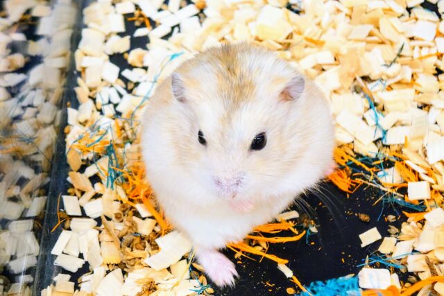 ドワーフハムスターの1種