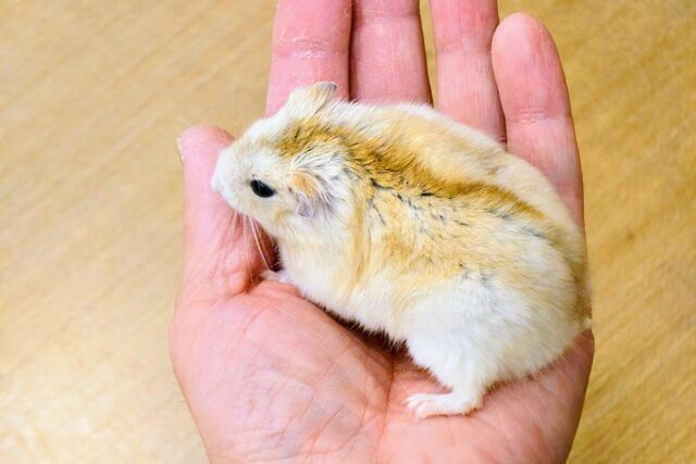 ドワーフハムスターの1種