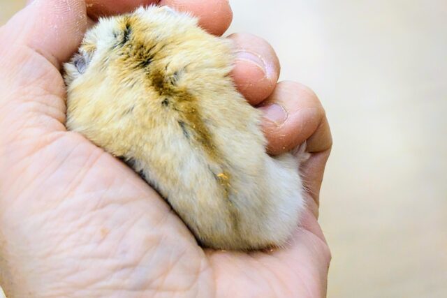 ドワーフハムスターの1種