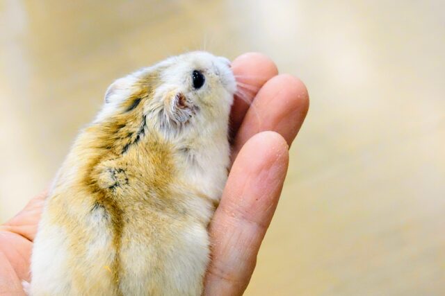 ドワーフハムスターの1種