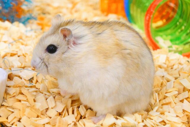 ドワーフハムスターの1種