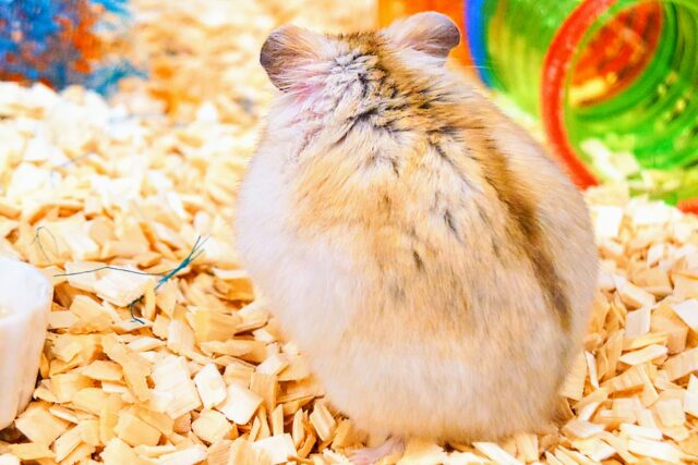 ドワーフハムスターの1種