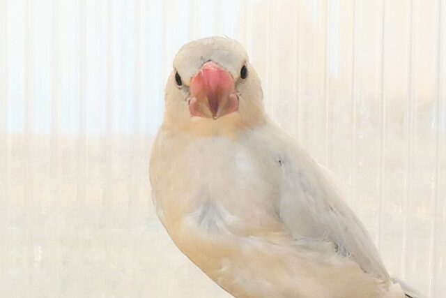 シルバー文鳥