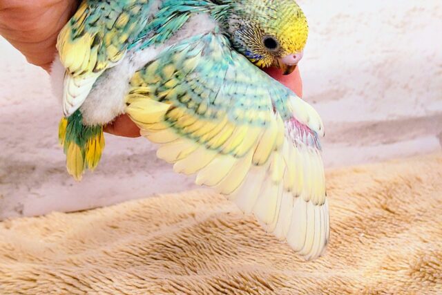 セキセイインコ