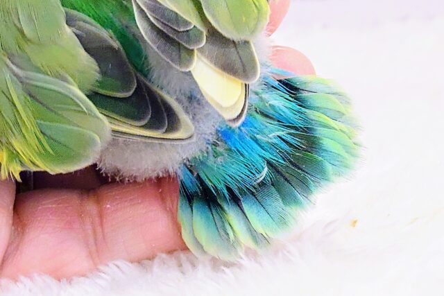 コザクラインコ（小桜インコ）