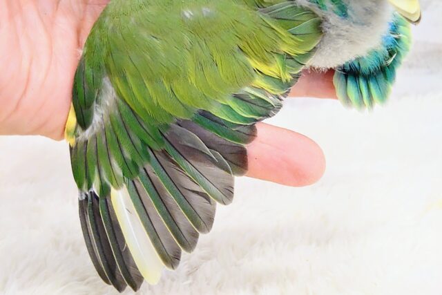 コザクラインコ（小桜インコ）