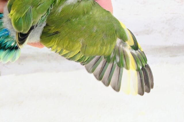 コザクラインコ（小桜インコ）