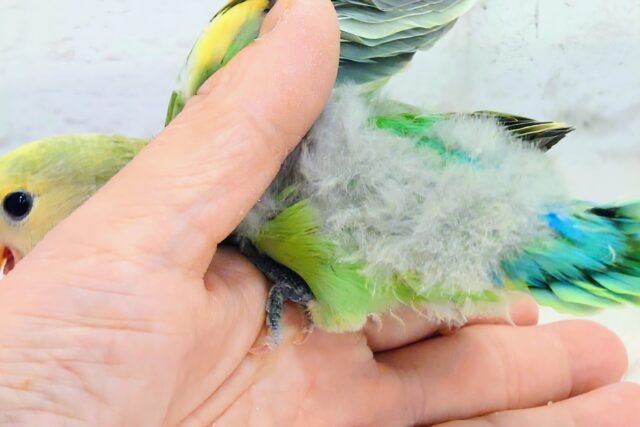 コザクラインコ（小桜インコ）