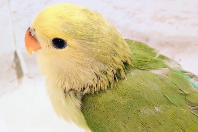 コザクラインコ（小桜インコ）