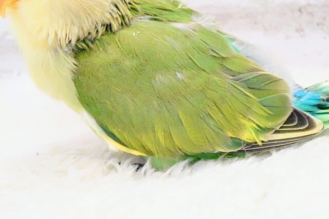 コザクラインコ（小桜インコ）