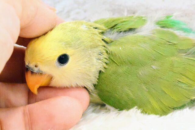 コザクラインコ（小桜インコ）