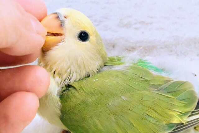 コザクラインコ（小桜インコ）