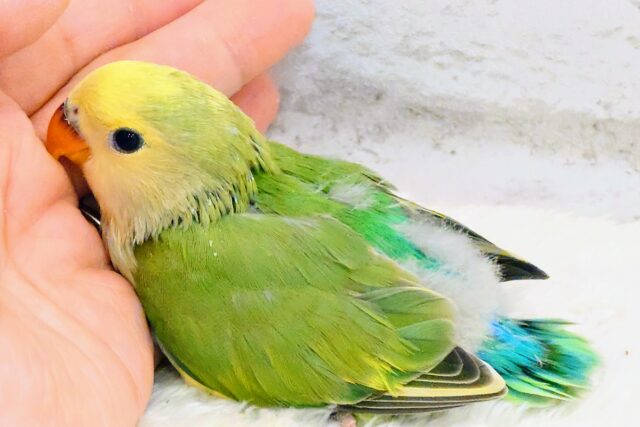 コザクラインコ（小桜インコ）