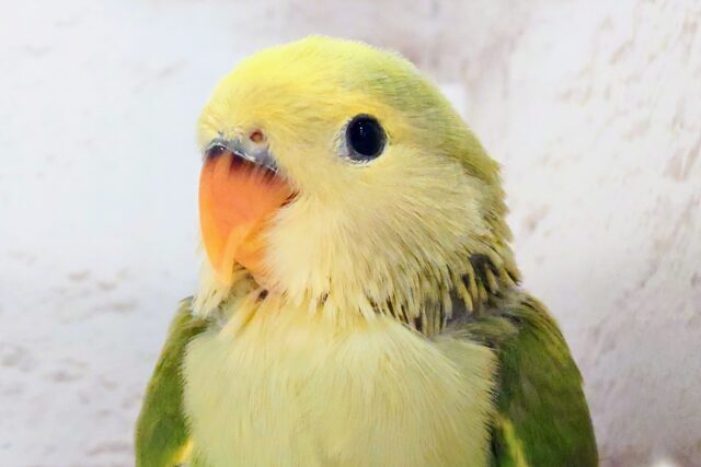 コザクラインコ（小桜インコ）