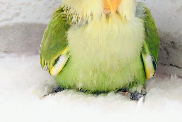 コザクラインコ（小桜インコ）