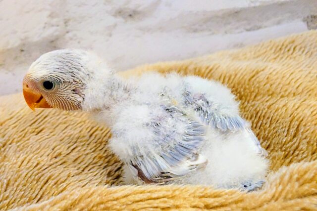 コザクラインコ（小桜インコ）