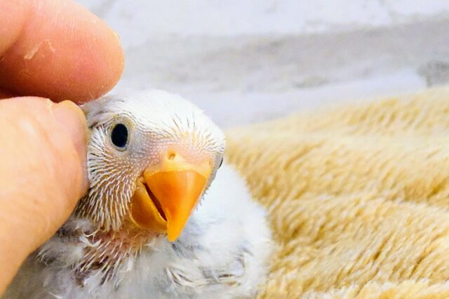 コザクラインコ（小桜インコ）