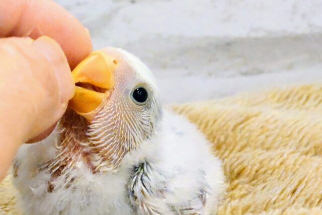 コザクラインコ（小桜インコ）